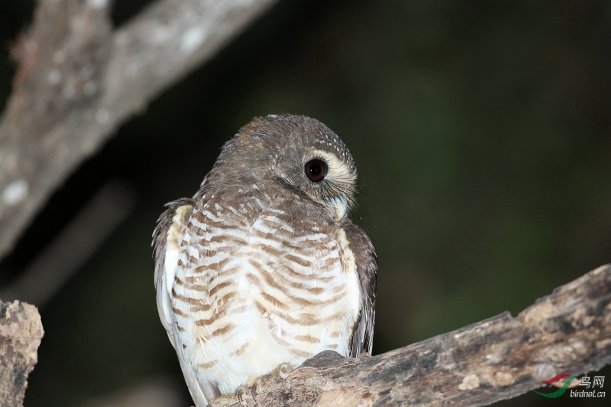 白眉鹰鸮