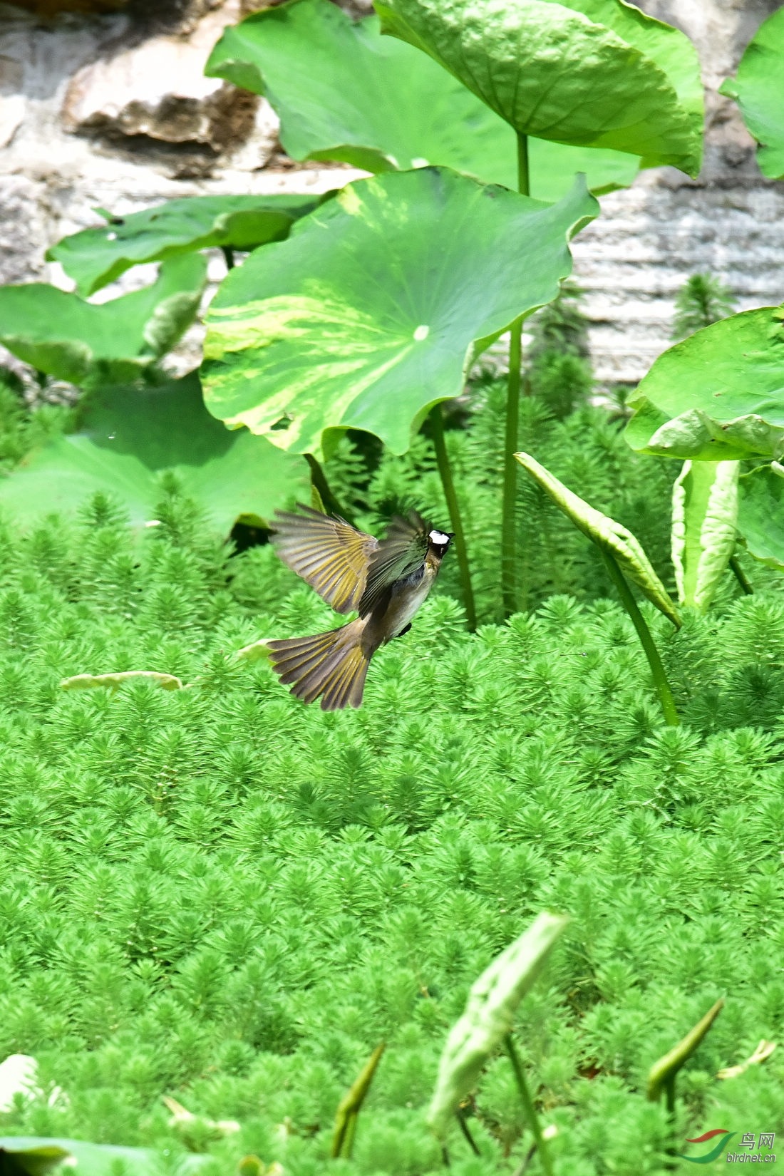 DSC_8487.JPG