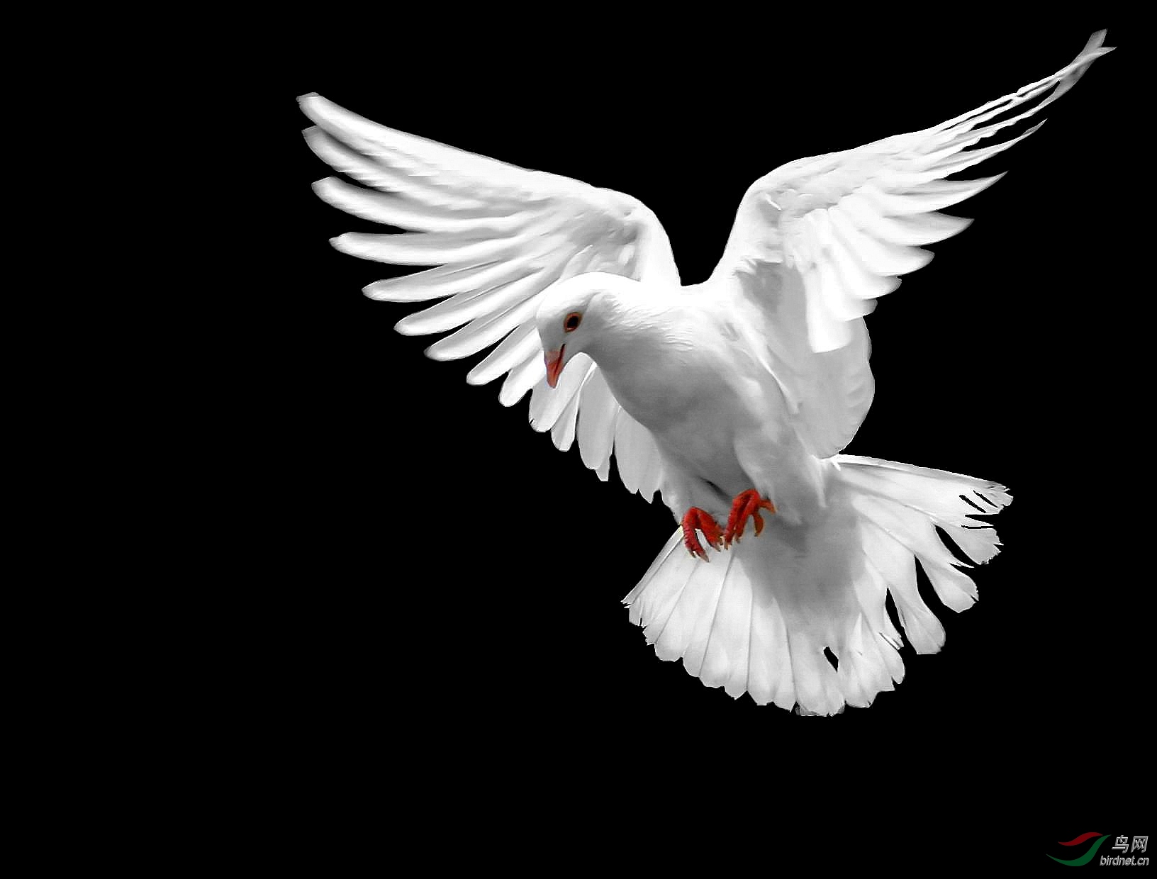 白鸽展翅