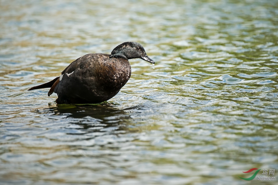 真不容易黑胸麻鸭