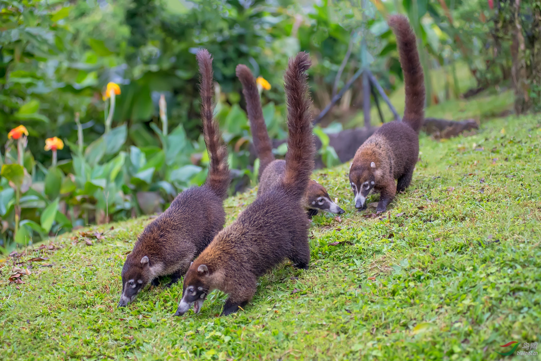 长鼻浣熊(祝贺首页精华!