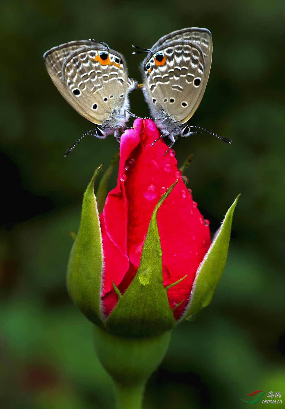 蝶恋花
