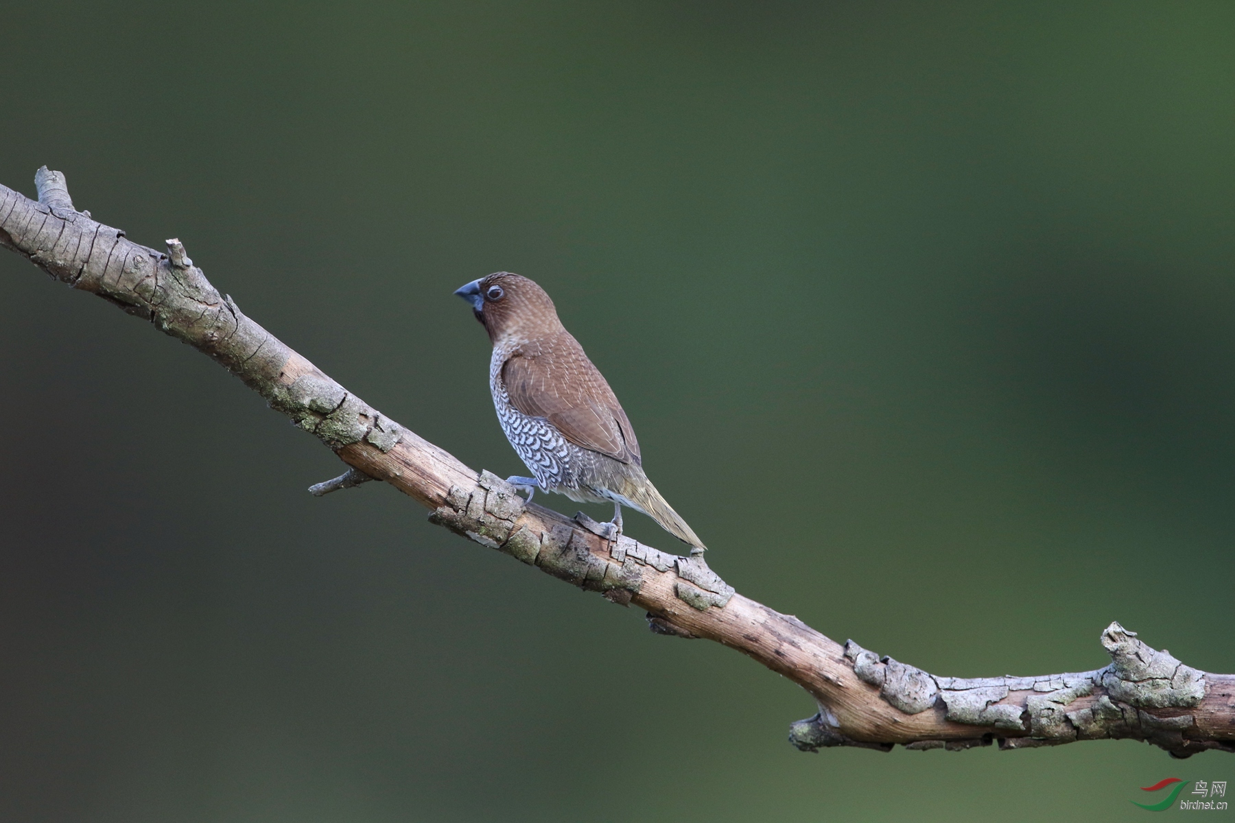 可爱的斑纹鸟(盯拍)