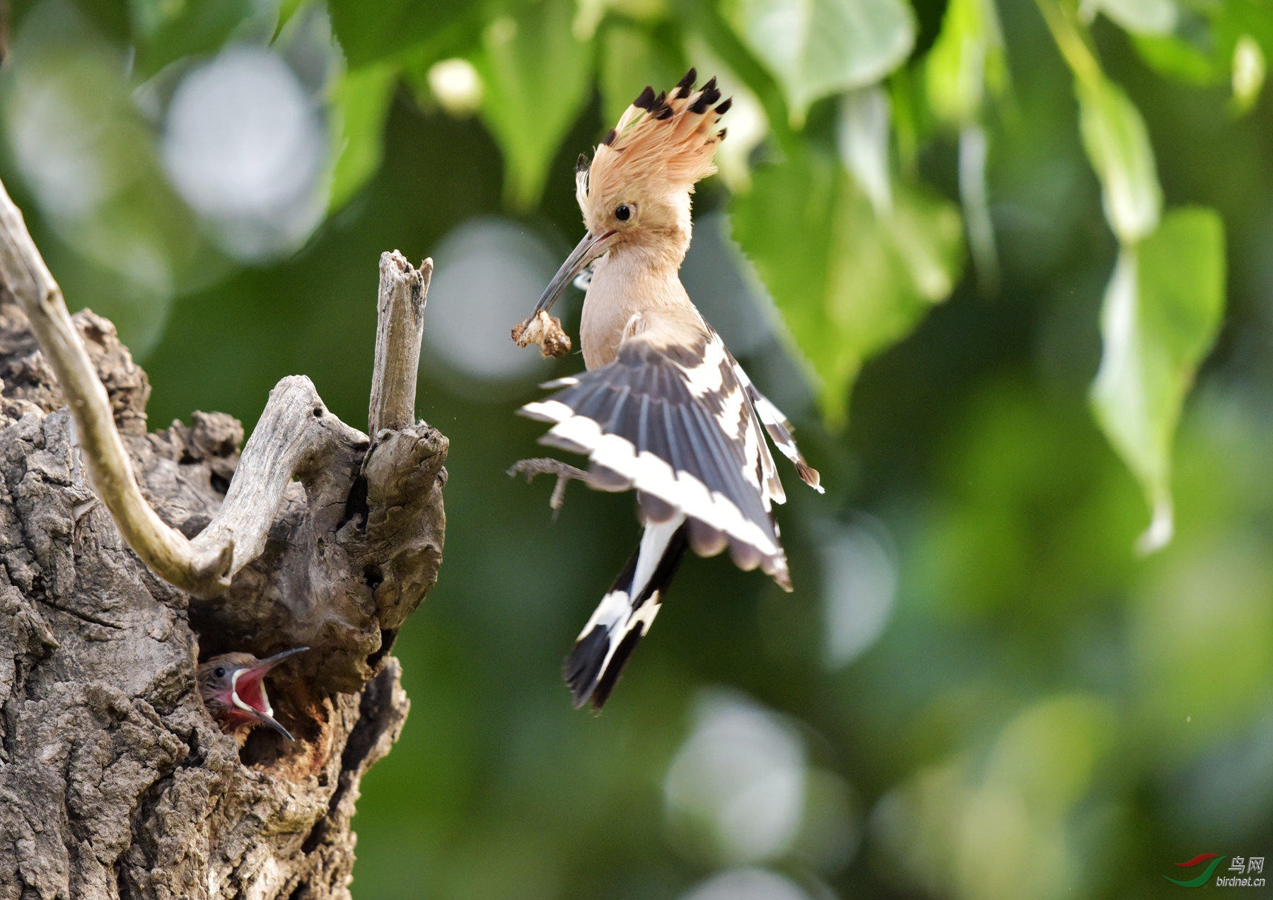 臭姑姑育雏忙…… - 林鸟版 鸟网