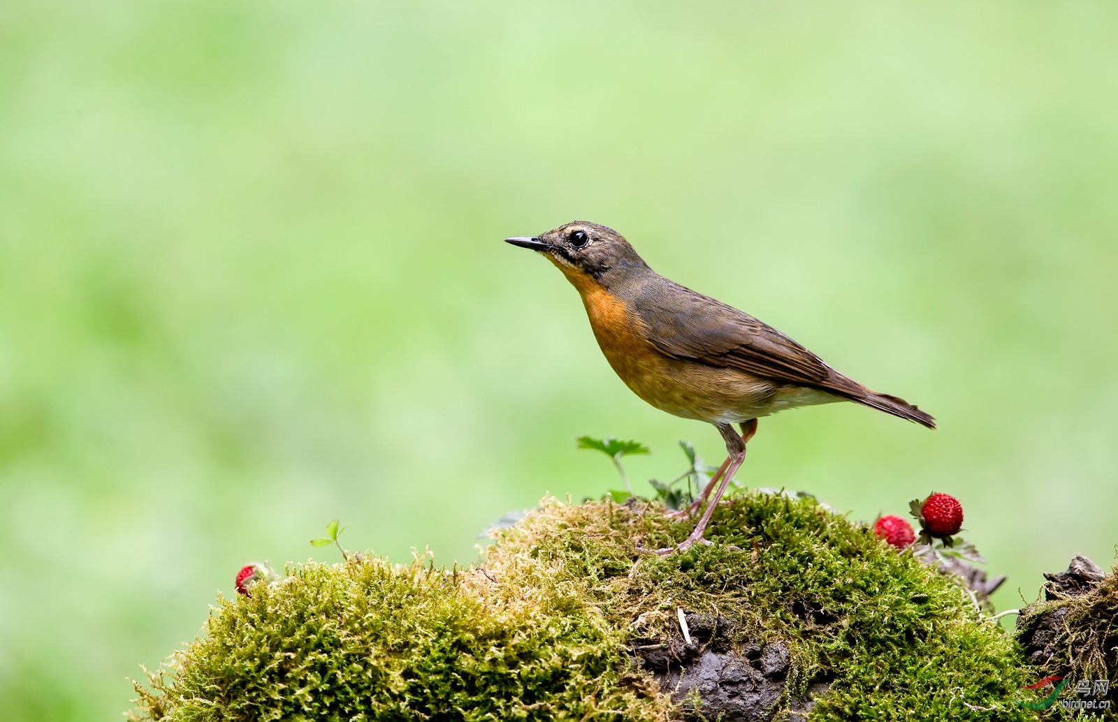 春迁的栗腹歌鸲