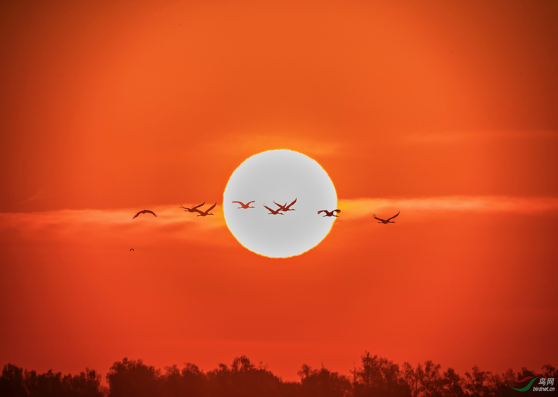 红日映鹤行祝贺获得首页精华