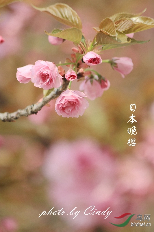 日本晚樱