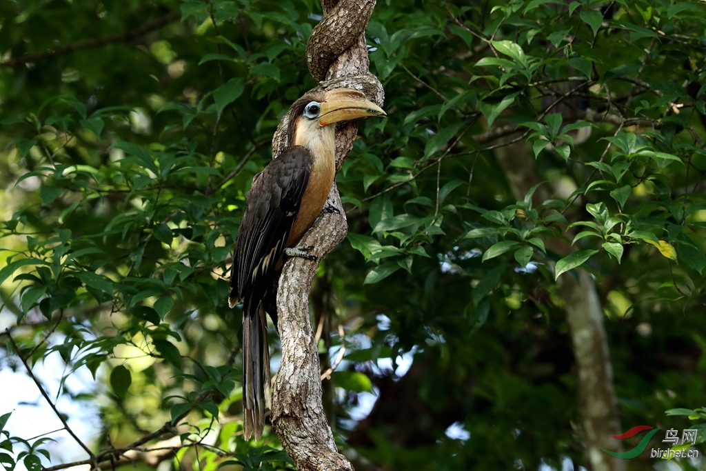凤头犀鸟属(小盔犀鸟属)的三种犀鸟白喉犀鸟,锈颊犀鸟 .