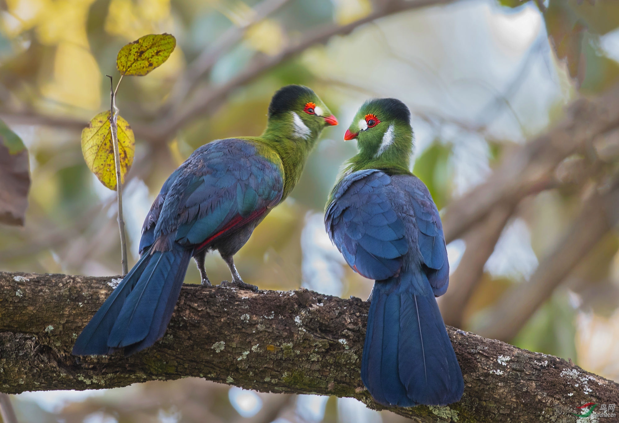 国外白颊蕉鹃恭贺荣获首页精华