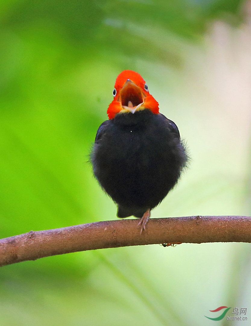萌萌的红头娇鹟