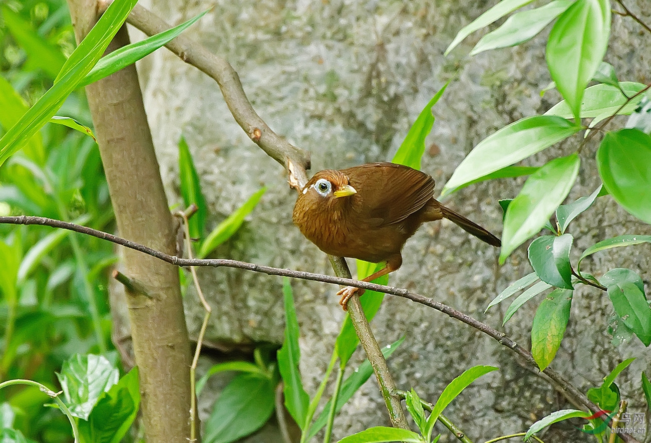 我是唱着歌来的