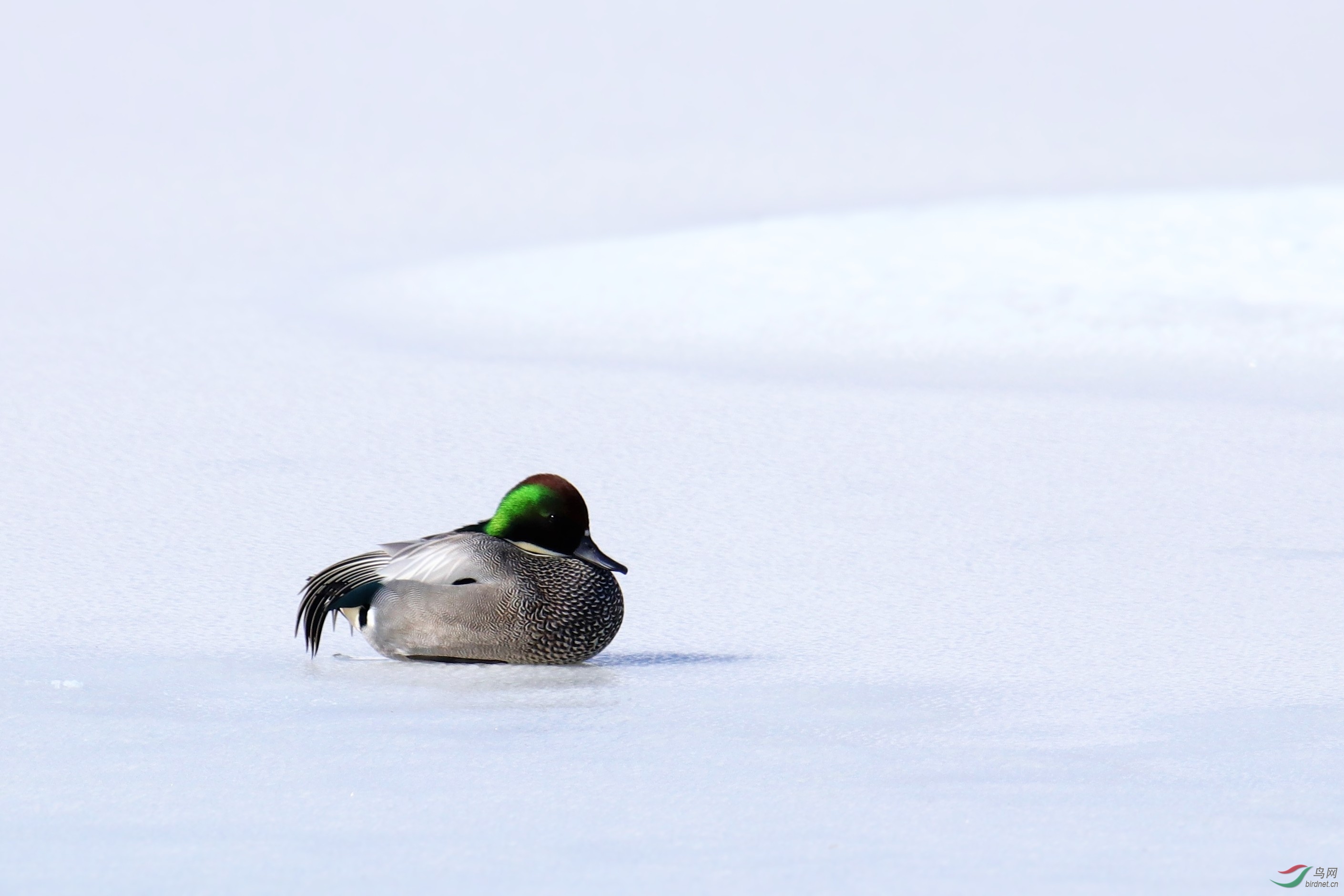 在冰上休息的螺纹鸭