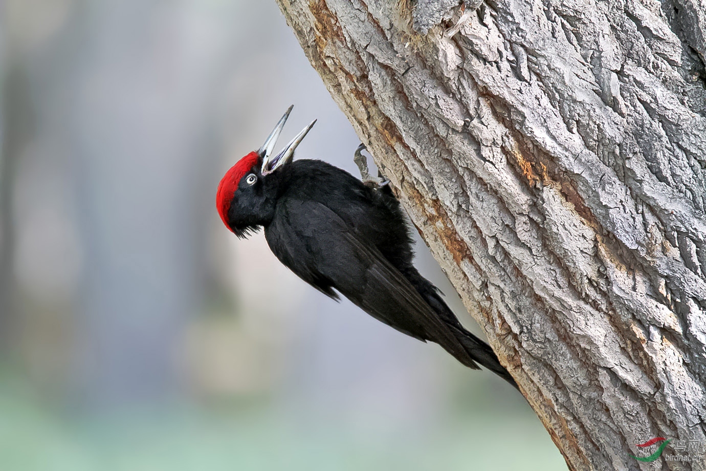 林中草亦芳,鸟啄现红冠