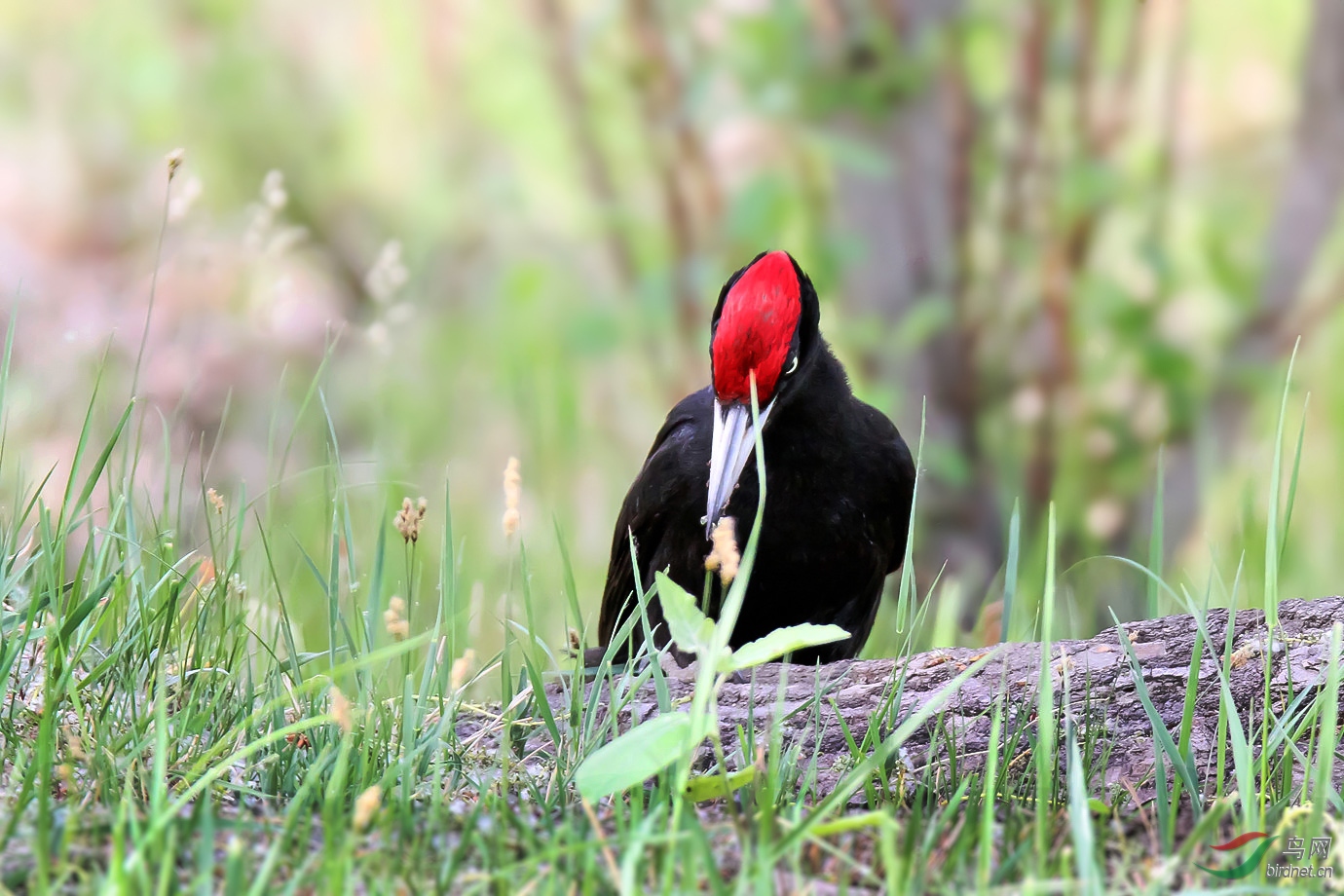 林中草亦芳,鸟啄现红冠