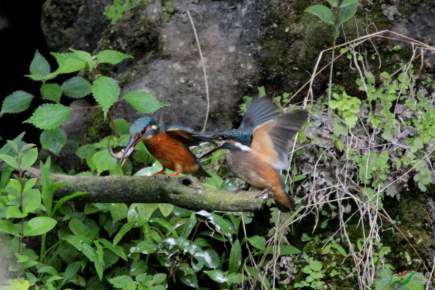 IMG_8445.JPG