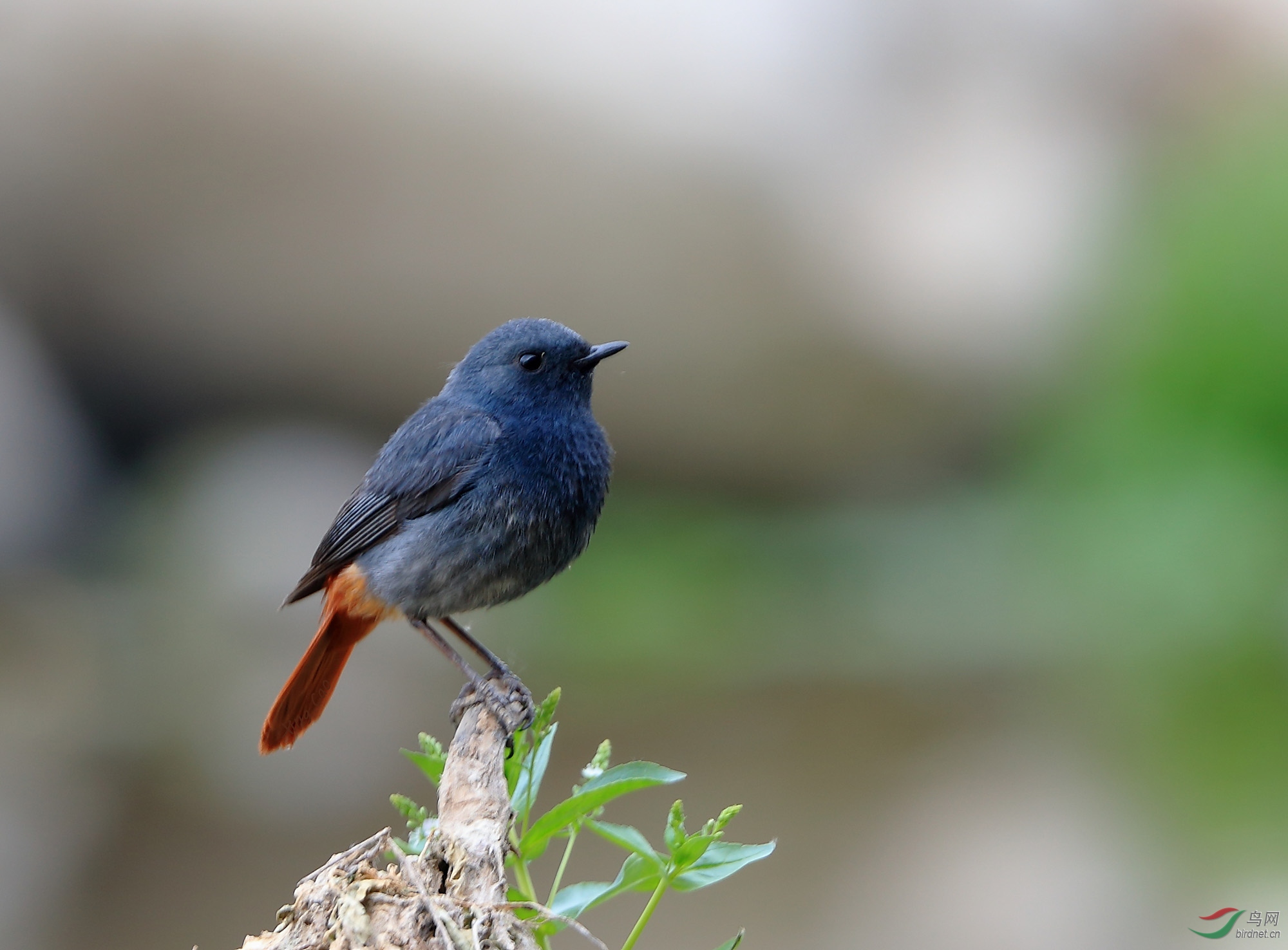 眺望红尾水鸲雄鸟