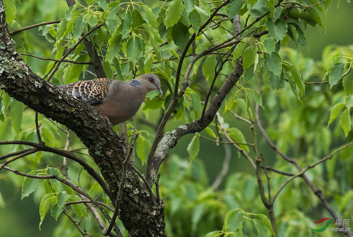 起飛的山斑鳩