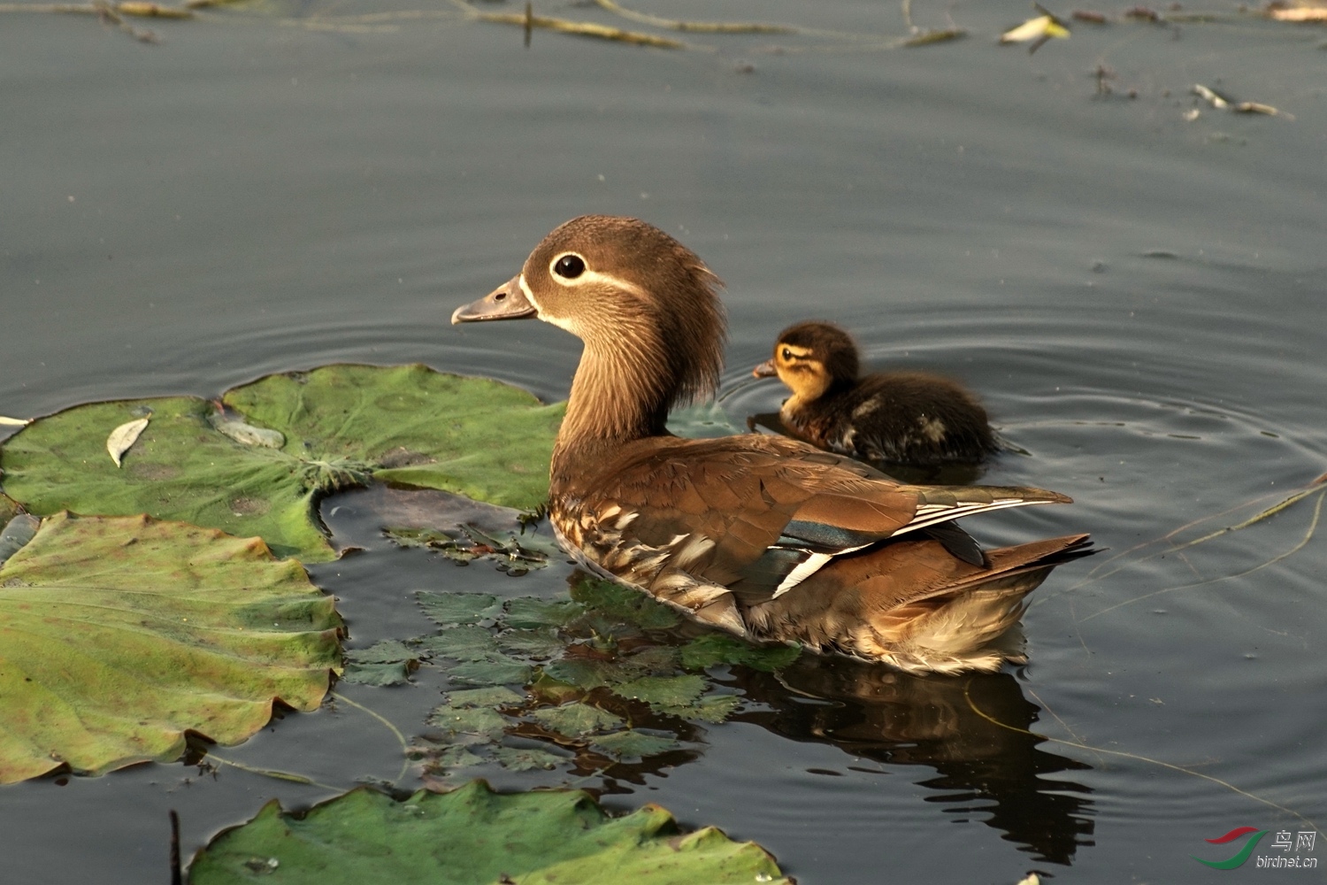 鸳鸯妈妈和孩子