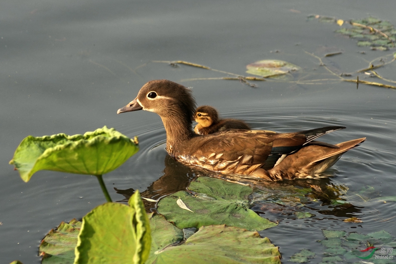 鸳鸯妈妈和孩子