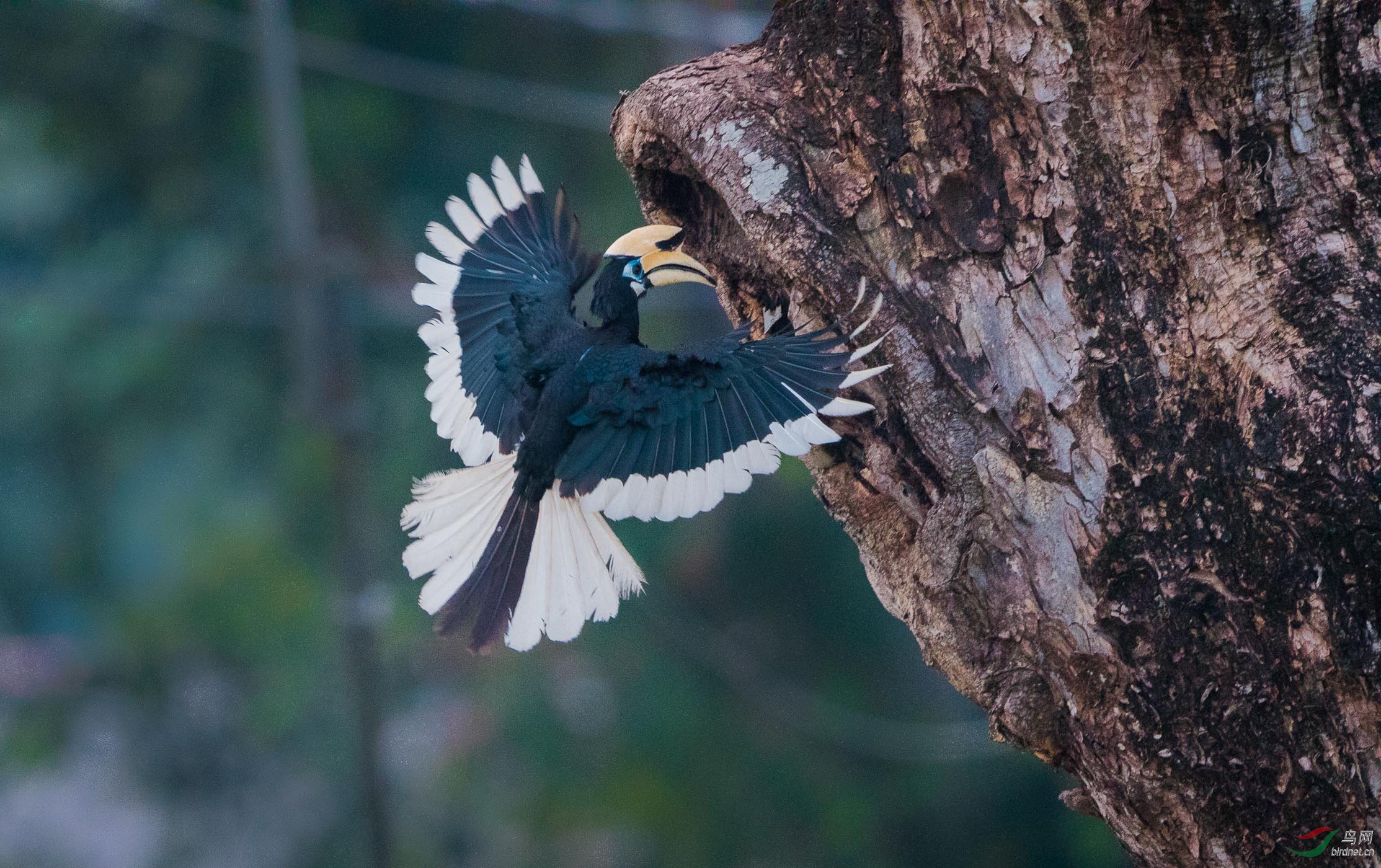 马来西亚鸟摄记录分享_冠斑犀鸟(恭贺获图文精华!
