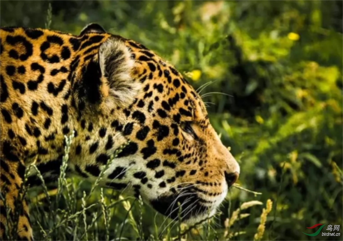 世界上受欢迎的9个野生动物目的地加拉帕戈斯群岛占据第一