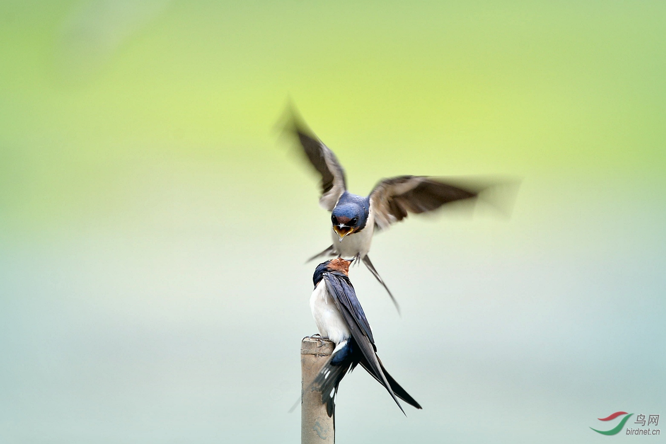 春燕飞舞图片