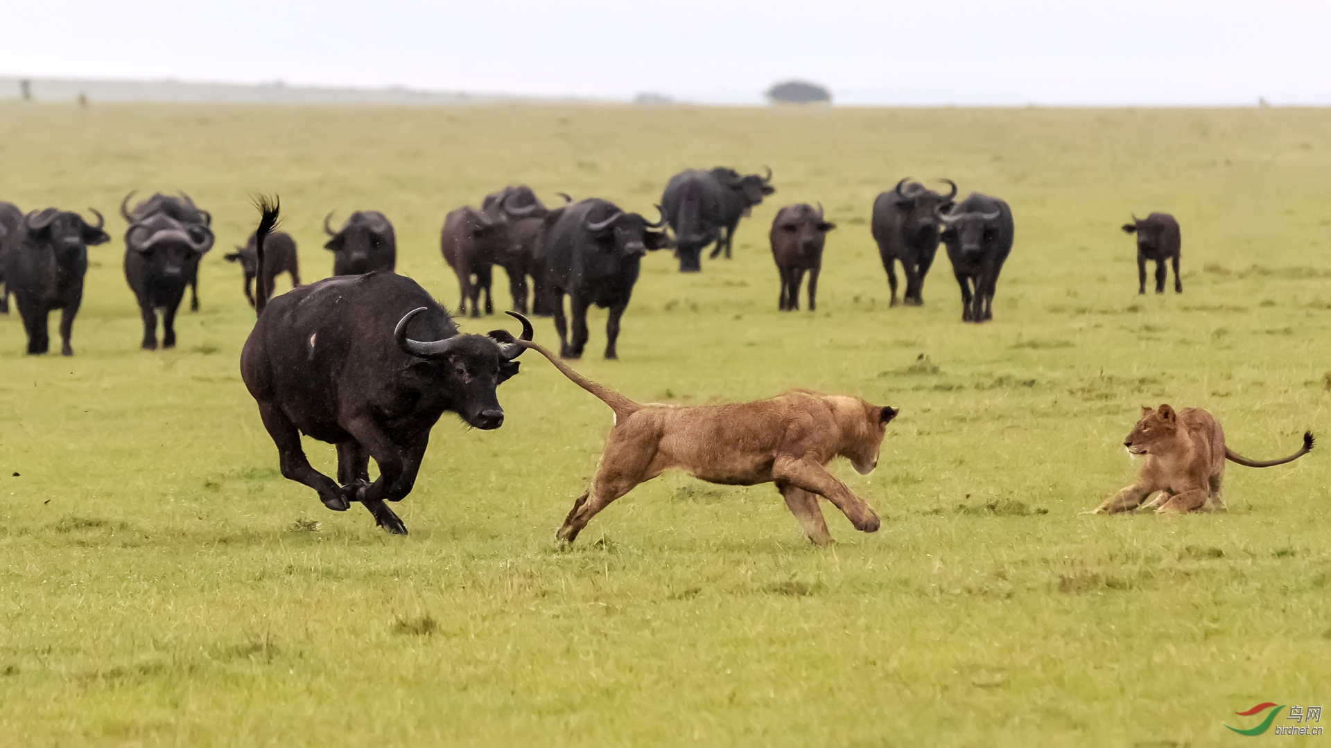 野牛驱赶狮子(祝贺首页!