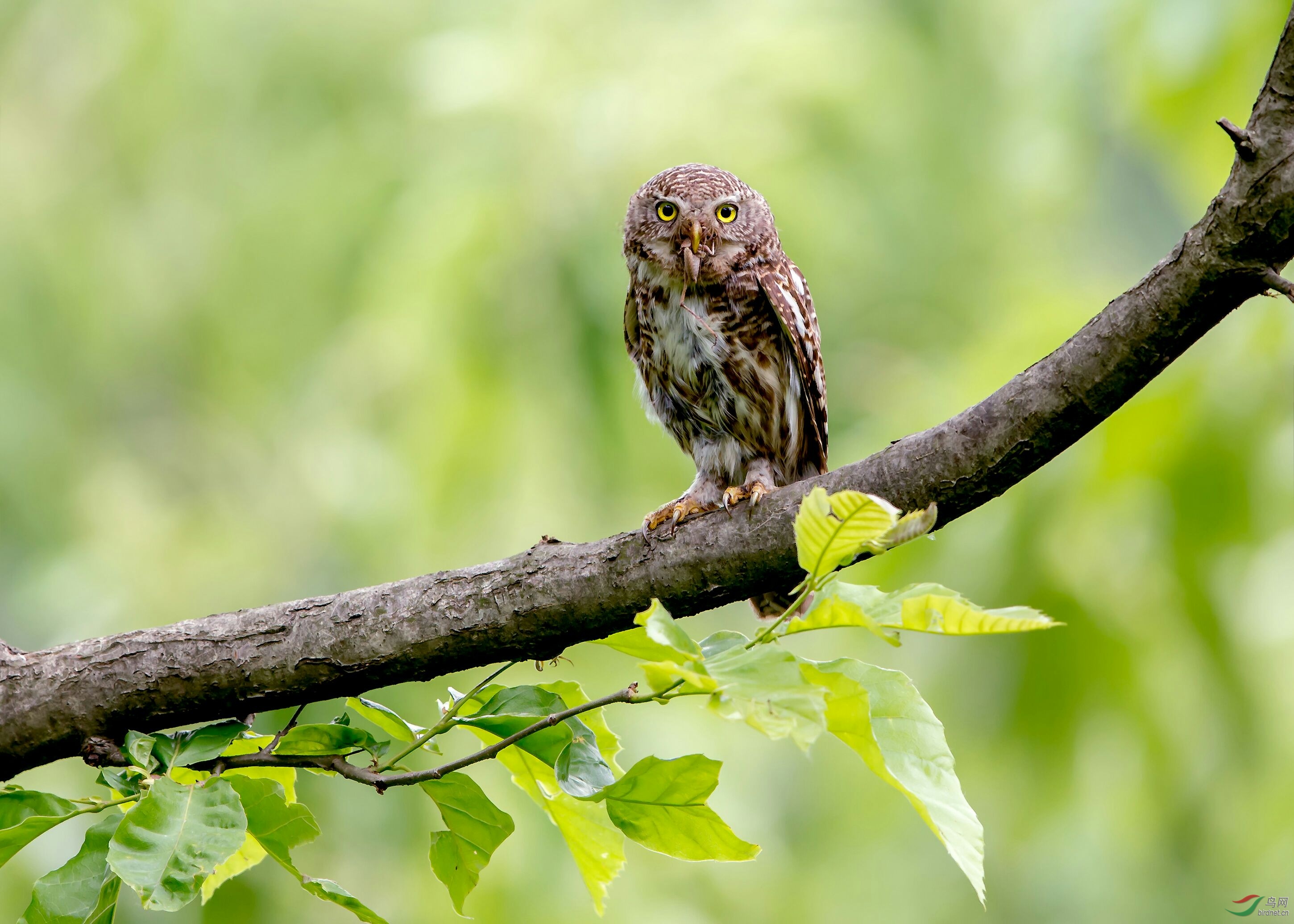 斑头鸺鹠三潭惜鸟别苑