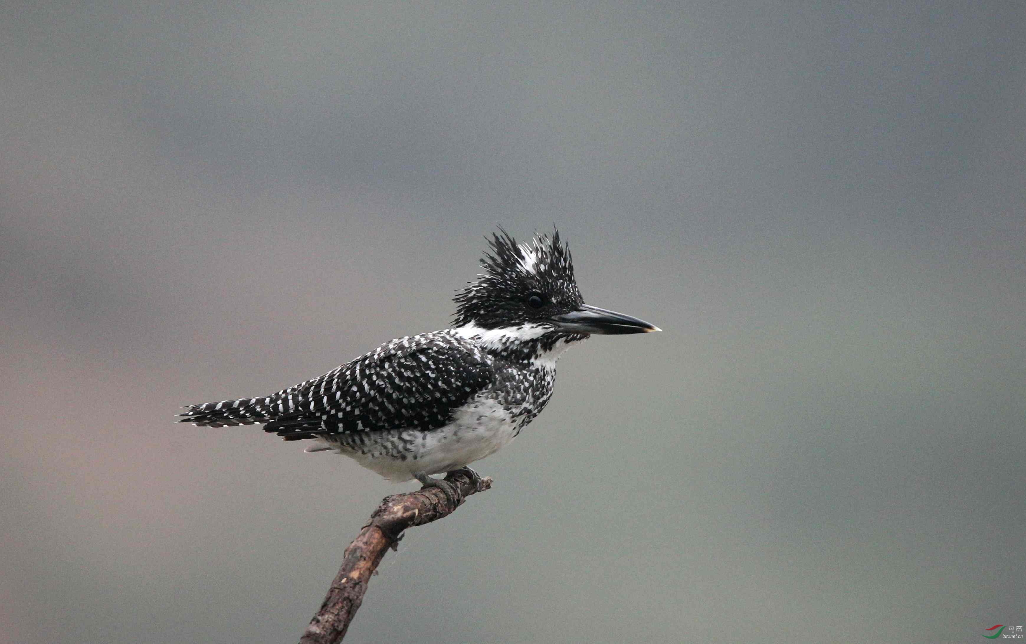 冠鱼狗 - 水鸟版 鸟网