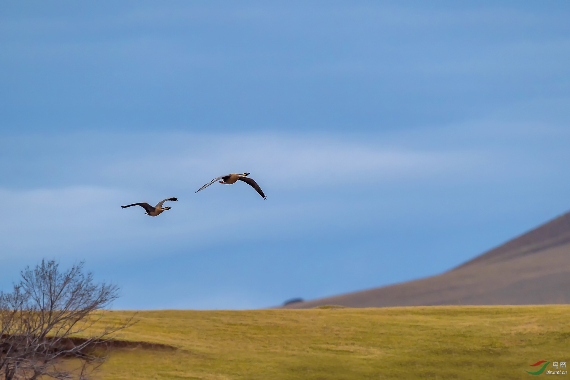 (鸿雁)鸿雁双栖双飞!(祝贺荣获每日一图)