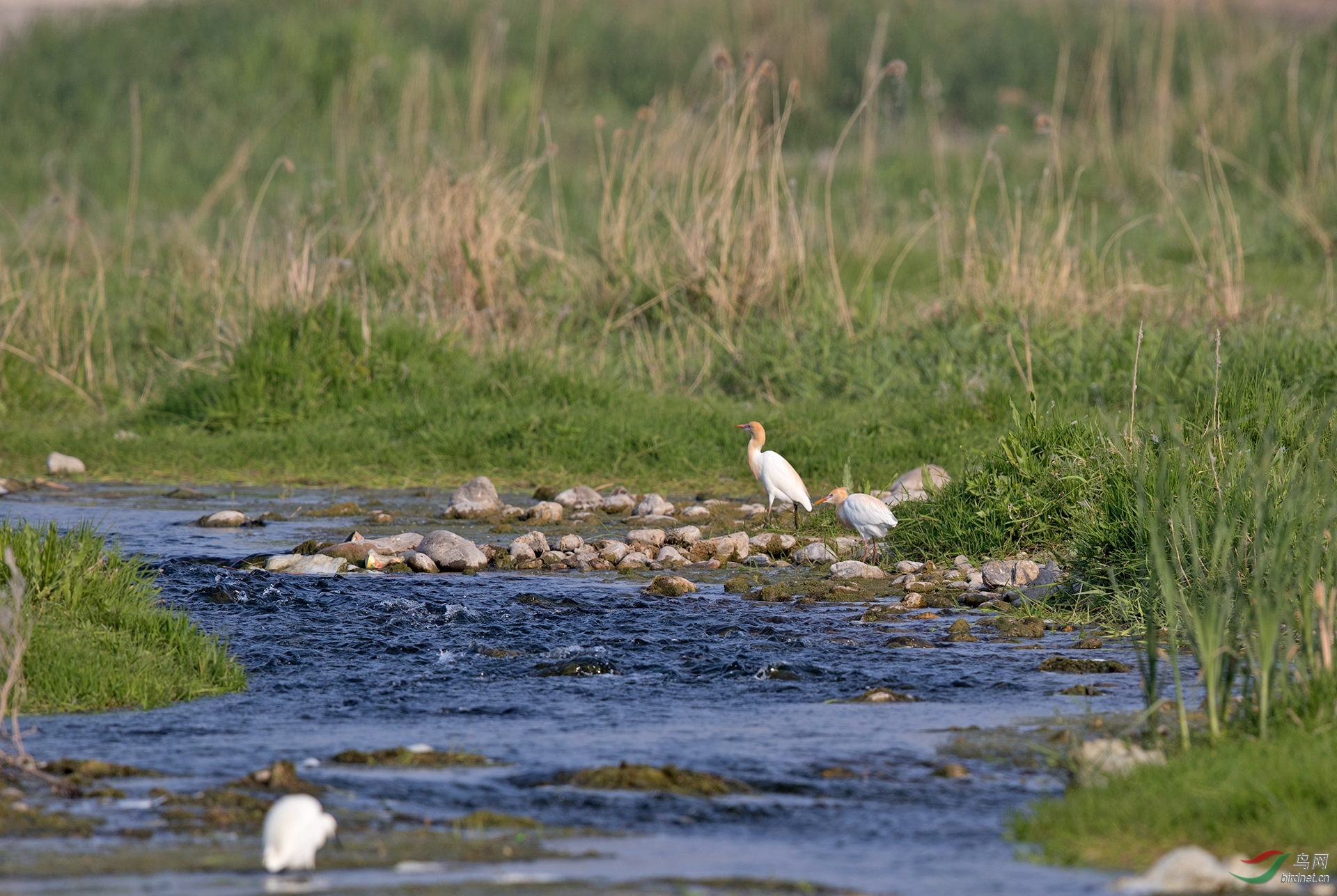 一行牛鹭飞上天