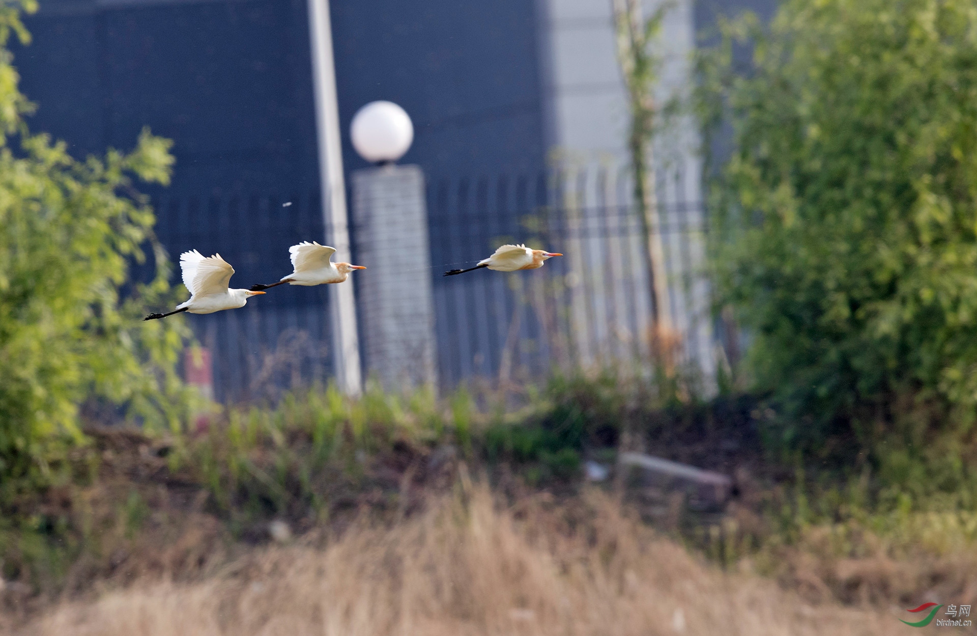 一行牛鹭飞上天