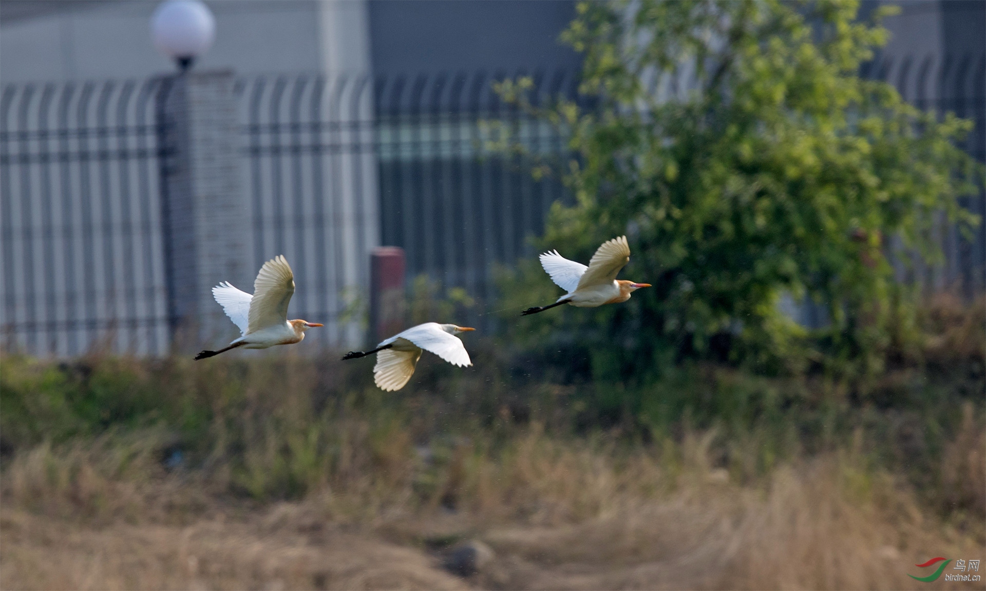 一行牛鹭飞上天