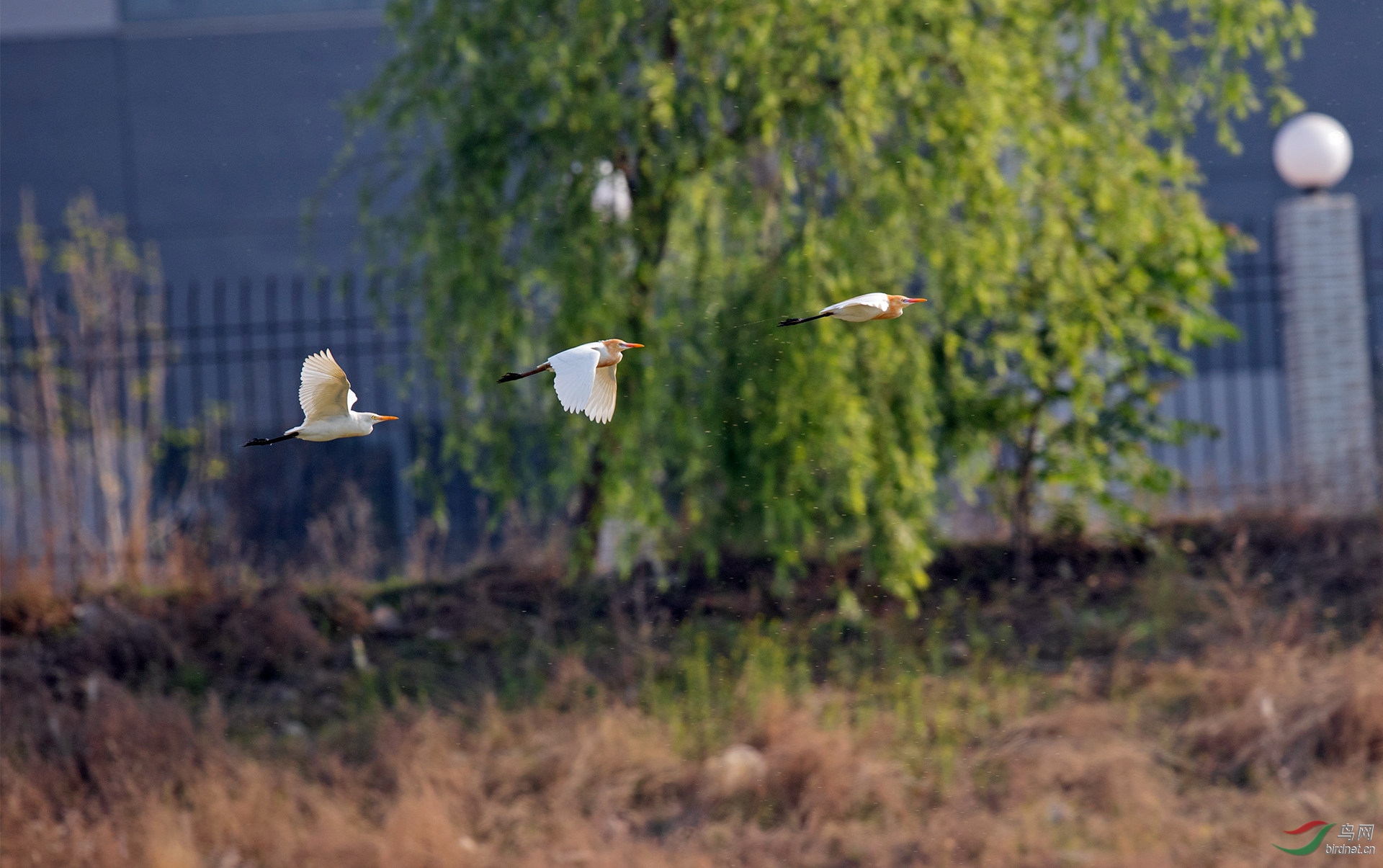 一行牛鹭飞上天