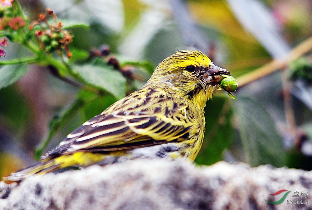 非洲小型小鸟系列《二十六》黄额丝雀