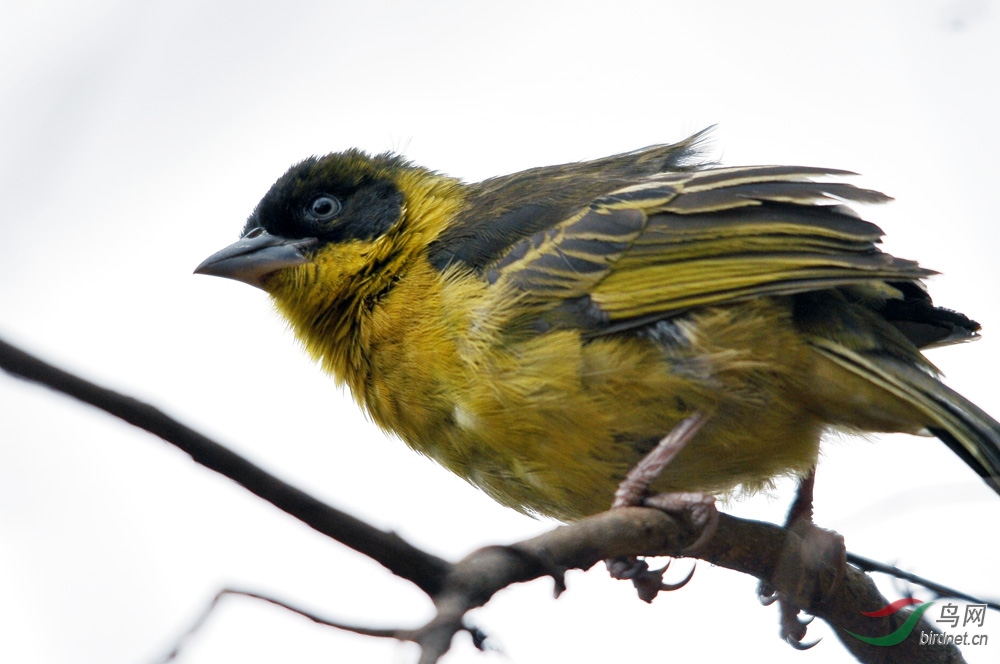 非洲小型小鸟系列《二十六》黄额丝雀