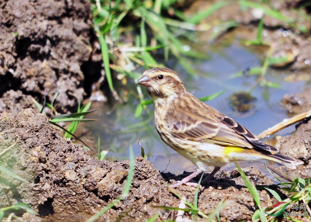 非洲小型小鸟系列二十八黄腰丝雀