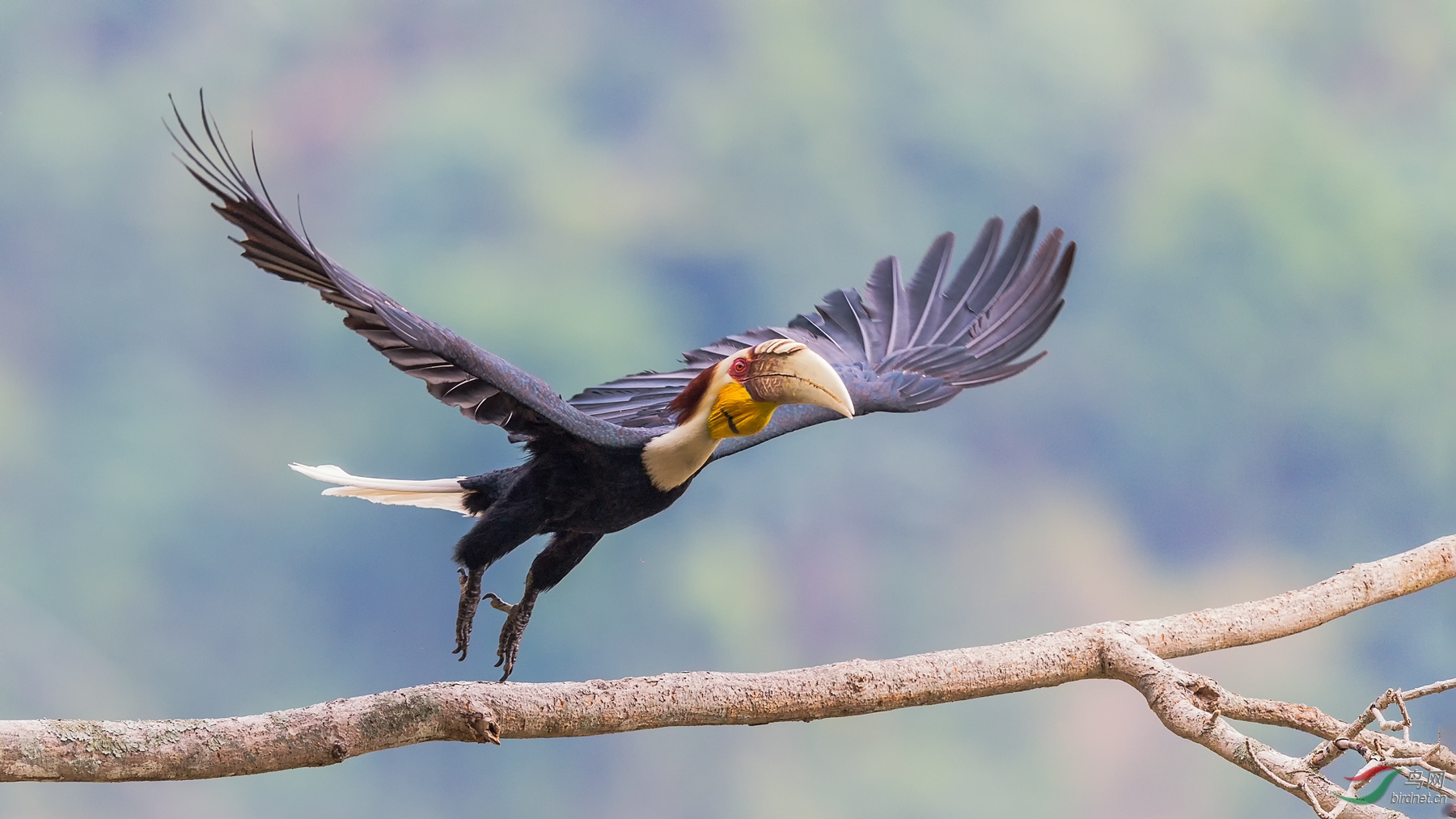 花冠皱盔犀鸟腾飞