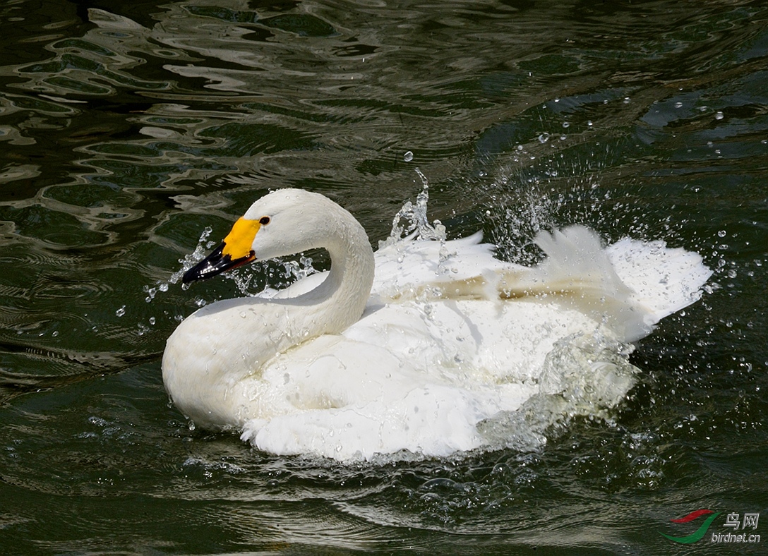 天鹅戏水
