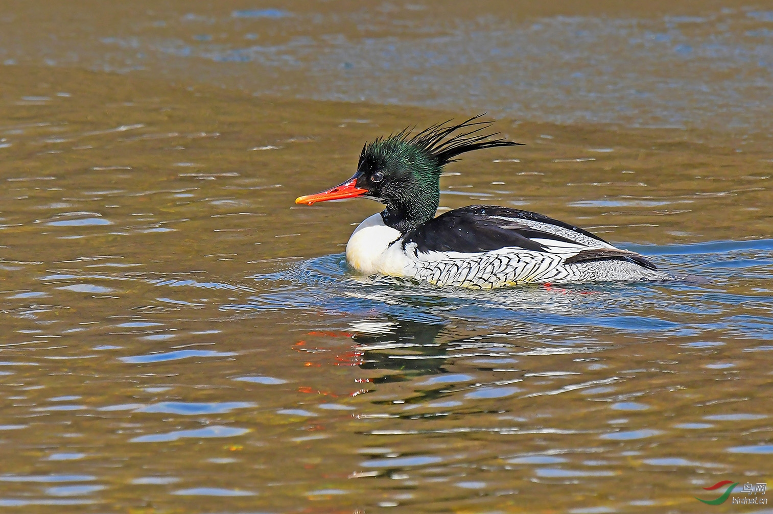 漫江秋沙鸭雄鸭(一)