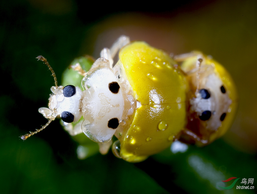 小黄瓢虫.