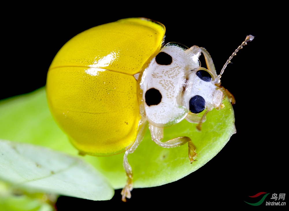 小黄瓢虫.