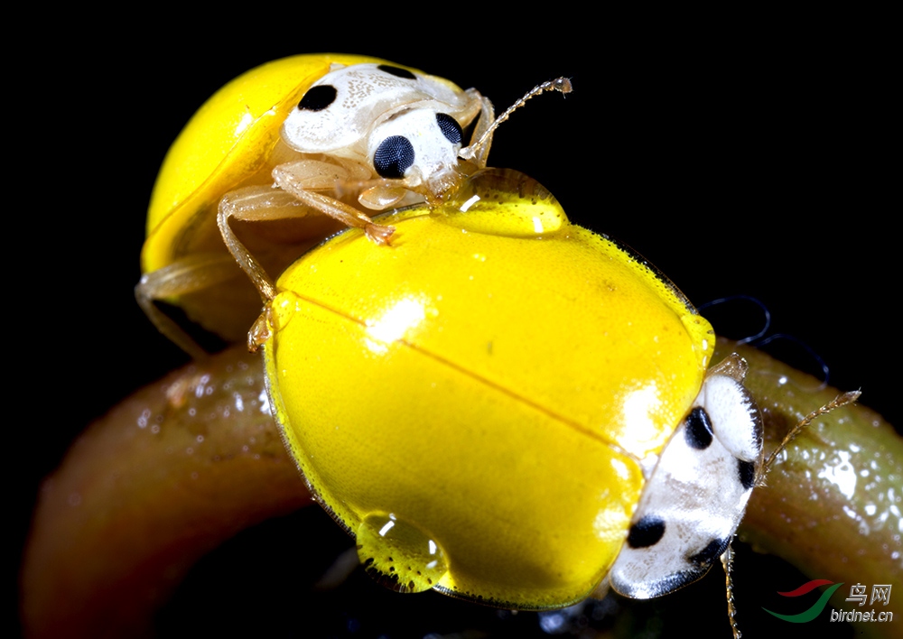 小黄瓢虫.