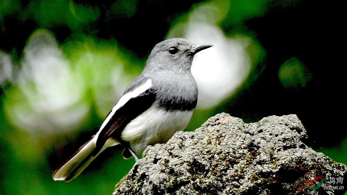 水鸦雀 - 内蒙古版 neimenggu 鸟网