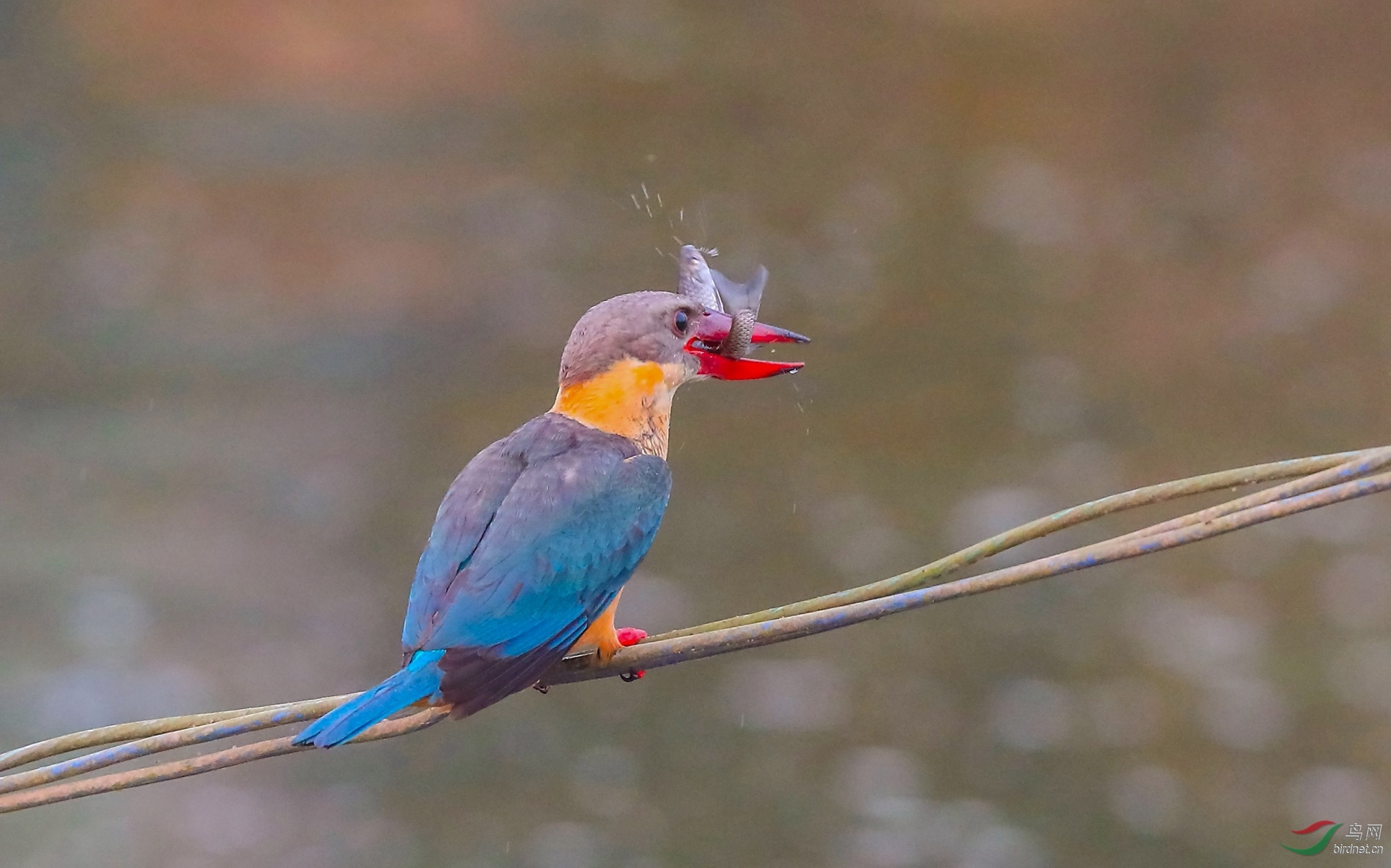 我为盈江网红翠鸟不幸撞墙身亡而忧伤