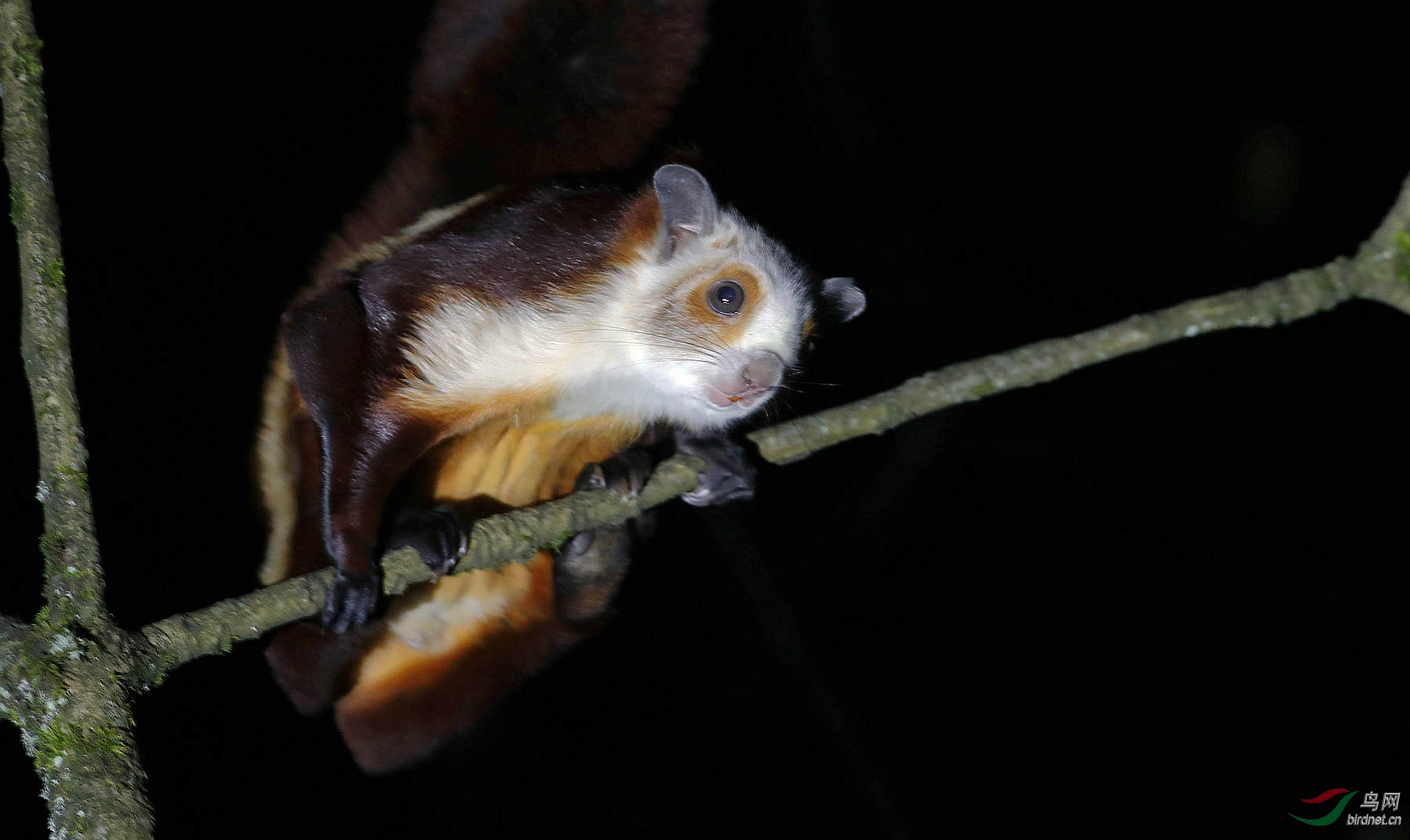 活潑可愛的夜行動物………紅白鼯鼠