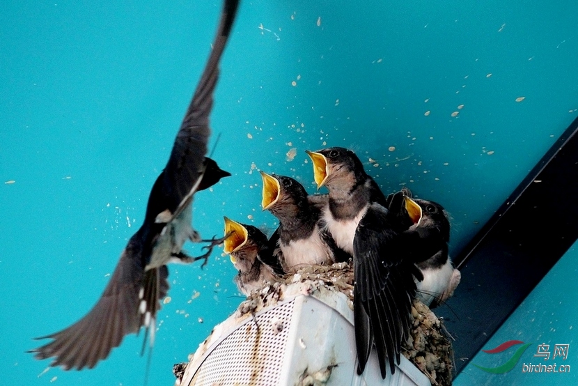 燕妈妈喂食小燕子的瞬间