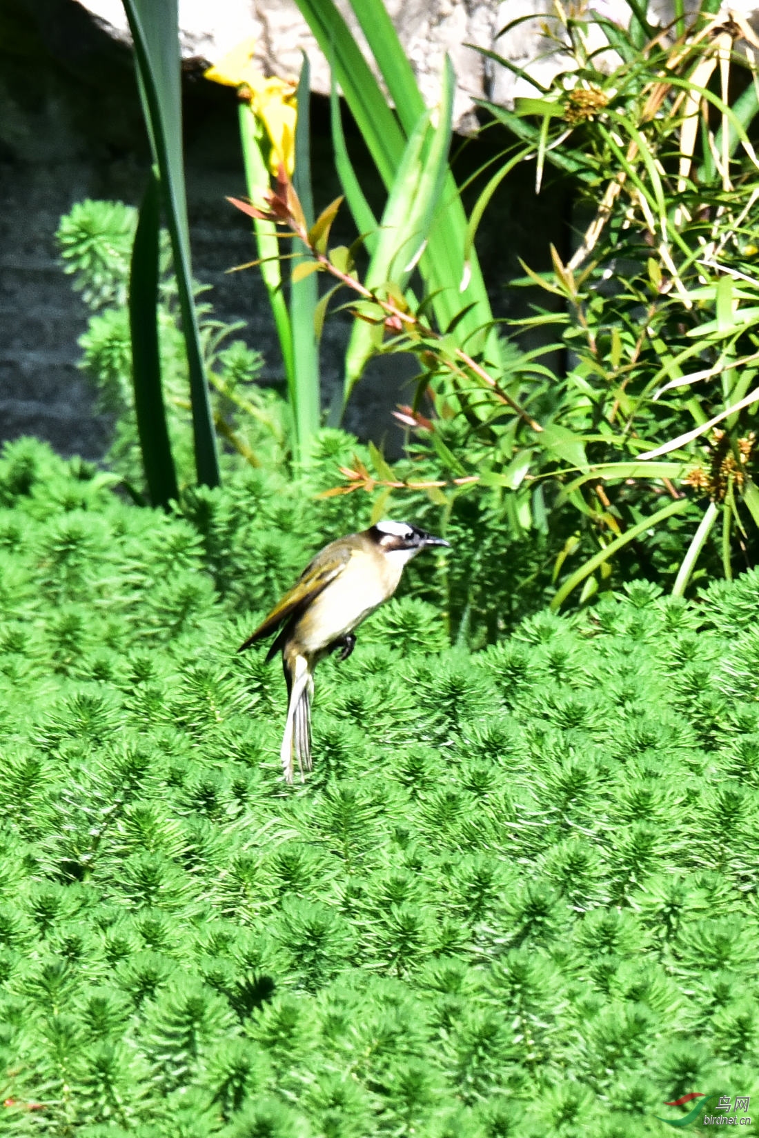 DSC_7885.JPG