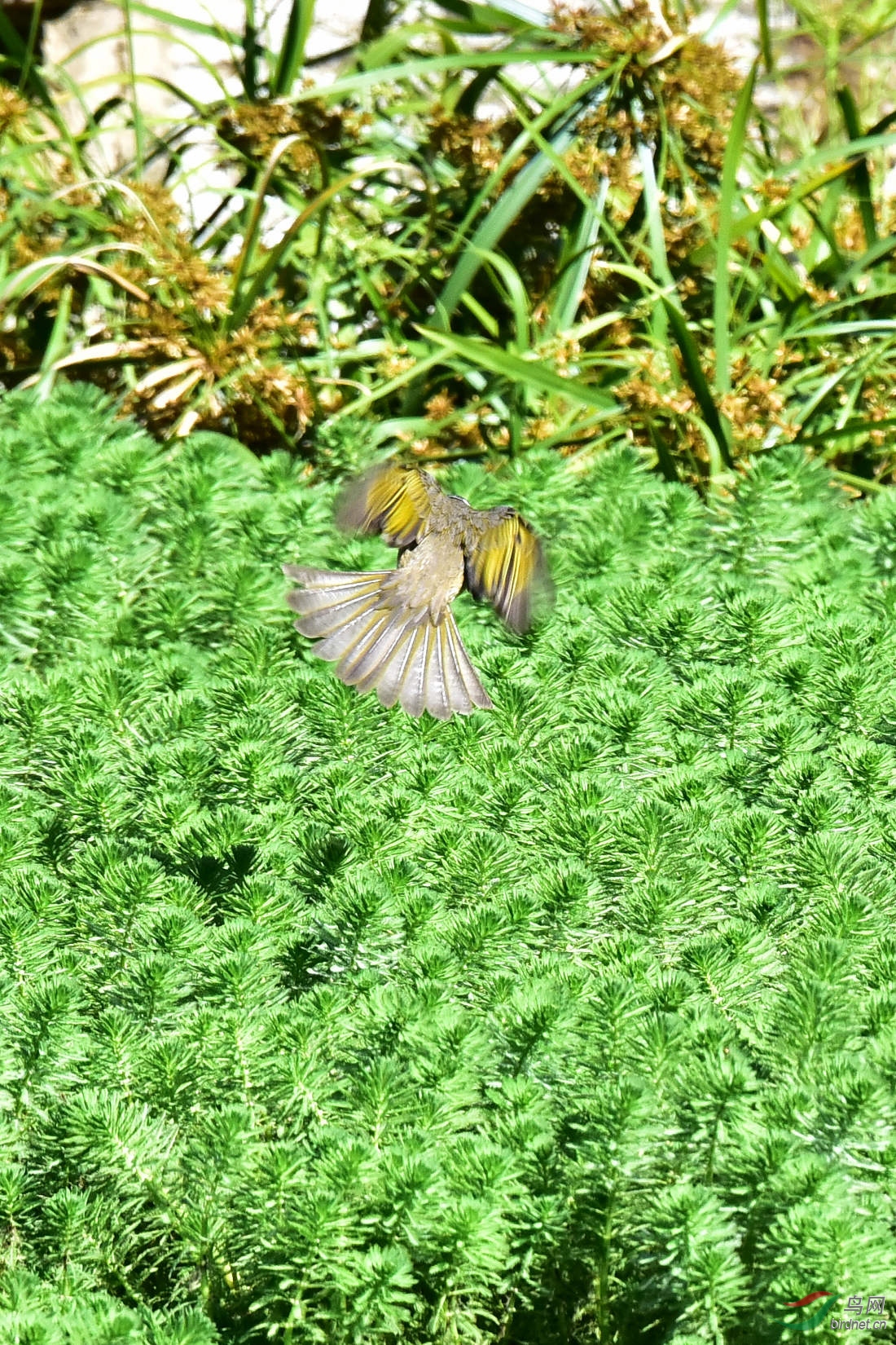 DSC_7878.JPG