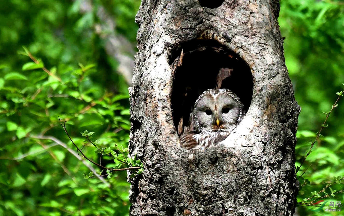 抱窝的长尾林鸮.